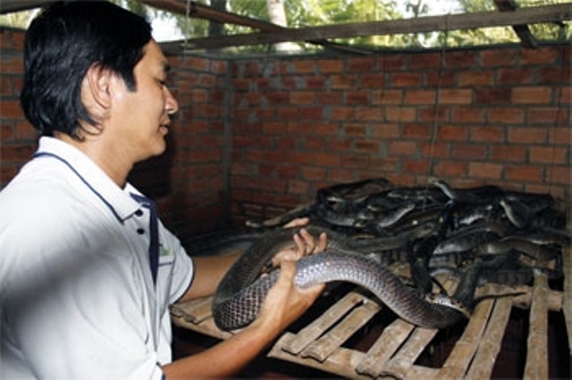 Nuôi rắn hổ hèo. Ảnh: angiang.gov.vn