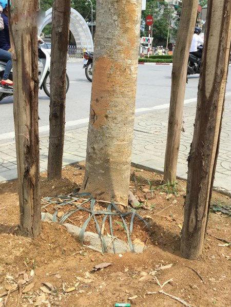 Cây to mới trồng trên đường Nguyễn Chí Thanh. (Ảnh: Lê Vương Bá Hiếu/ VOV)