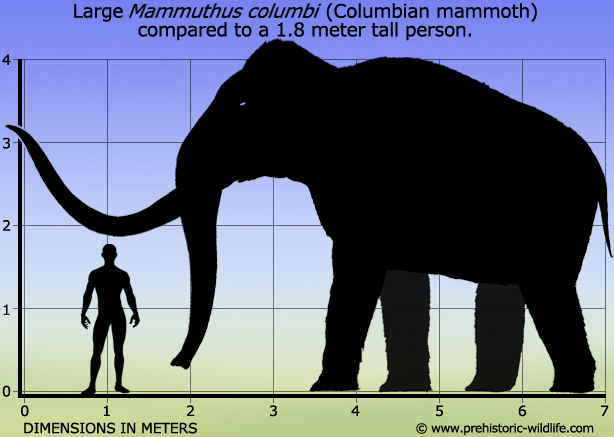 So sánh kích thước của một con voi ma mút với một người trưởng thành, cao 1,8m
