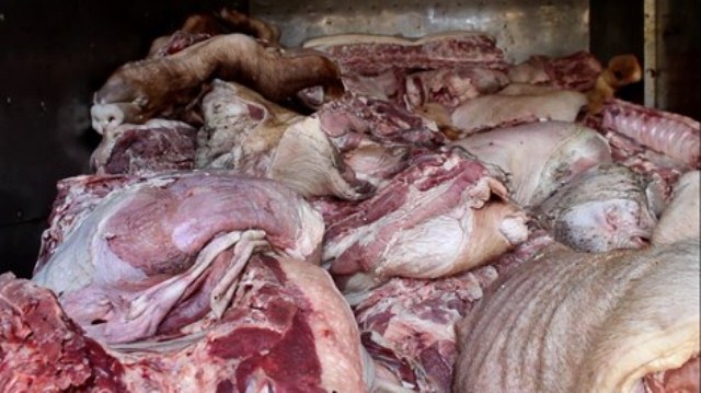 
Hơn 4,5 tấn thịt heo bốc mùi hôi thối này đã bị cơ quan chức năng phát hiện khi chuẩn bị được tuồn ra thị trường tiêu thụ. Trong xe, một số tảng thịt heo lớn có những cục hạch to bằng đầu ngón tay và chuyển màu thâm. Ảnh: Pháp luật TPHCM.
