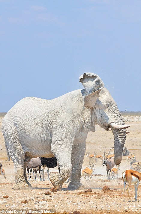 Những con voi lông trắng toát như phủ bụi phấn