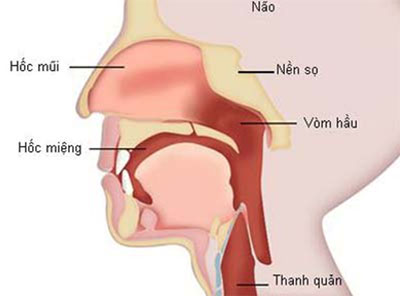 Khu vực vòm hầu nơi xảy ra ung thư vòm họng.
