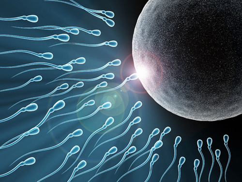 
Chất lượng tinh trùng tốt làm tăng khả năng thụ thai (Ảnh minh họa: Internet)
