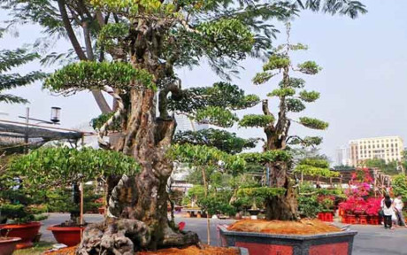 Nghệ nhân cây cảnh Võ Phi Sơn (thường gọi là Ba Hùng) đưa cặp khế cổ từ Tây Ninh xuống khu đô thị Phú Mỹ Hưng tham gia lễ hội hoa xuân.