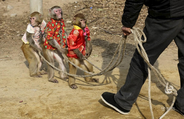 
Người dân làng Bào Loan chủ yếu sống bằng nghề nuôi dạy khỉ.
