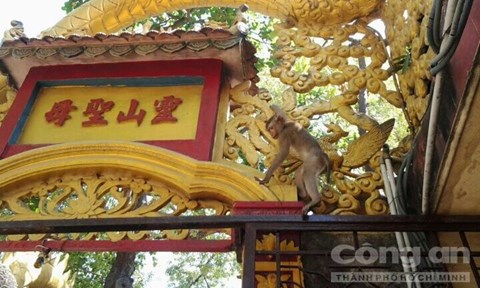Theo Hòa thượng Thích Huệ Thông- Viện chủ chùa Châu Thới thì từ năm 1940, ông về chùa tu đã thấy đàn khỉ có rồi.- Ảnh: Trí Trường