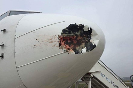 
Máy bay bị hư hại nặng ở phần mũi do chim đâm trúng

