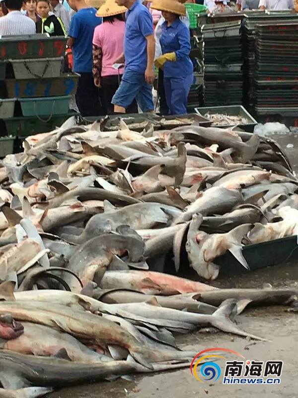 
Hàng loạt cá đầu nhám được bày bán ở khu chợ trời của tỉnh Hải Nam.
