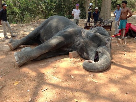 
Cô voi cái gục chết vì nắng nóng ở Campuchia.
