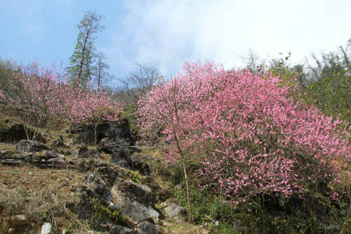 Sắc đỏ của đào rừng trải dọc con đường lên cao nguyên đá Đồng Văn