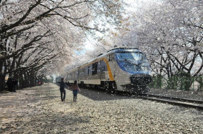 
Lễ hội hoa anh đào Jinhae Gunhangje diễn ra từ ngày 1.4 đến 10.4 hàng năm tại thành phố Changwon, Hàn Quốc.
