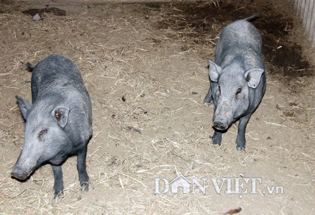 Giống lợn kiềng sắt nguyên gốc được ví gọi là lợn quý cúng giàng