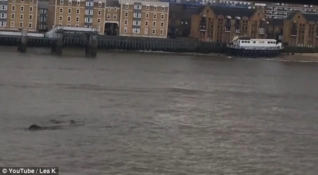 Quái vật huyền thoại xuất hiện trên dòng sông Thames.
