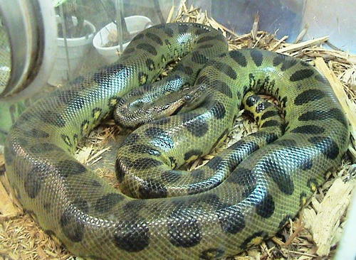 Trăn Anaconda xanh Nam Mỹ.