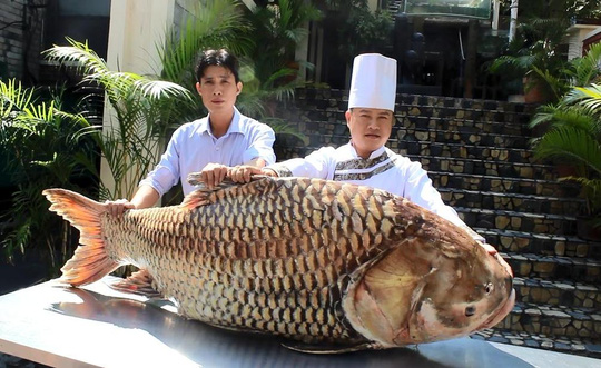 
Con cá hô này dài hơn 1,5m, nặng gần 120kg được ngư dân Campuchia thả lưới và bắt được trên Biển Hồ vào ngày 20/4. Ảnh: Người lao động
