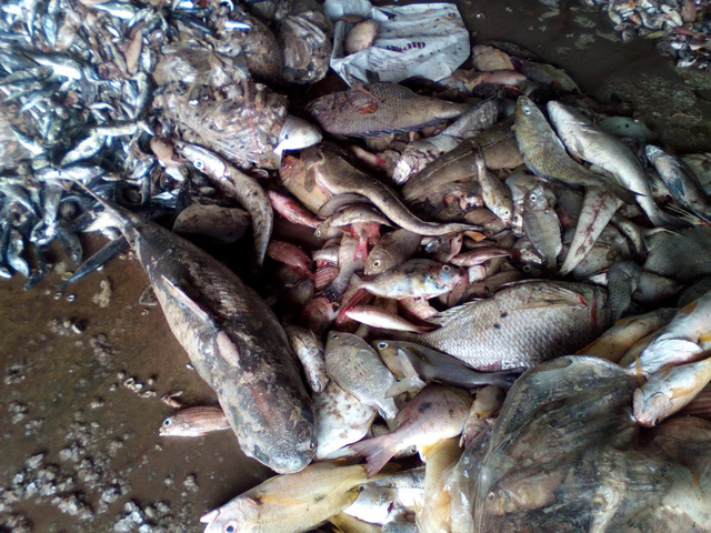 
Cá chết hàng loạt, chất thành đống tại bờ biển 4 tỉnh miền Trung (Ảnh: Gia đình & Xã hội)
