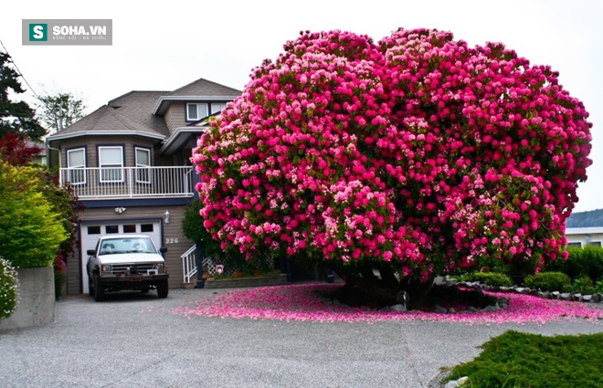 
Cây đỗ quyên 125 tuổi ở Canada
