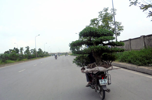 Cây cảnh tiền tỷ mang khắp nơi rao bán