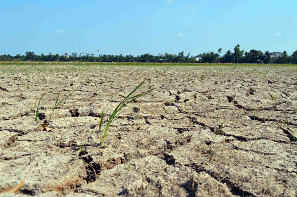 Đồng ruộng ở miền Tây khô hạn do ảnh hưởng của tình trạng hạn, mặn. Ảnh: Vietnamnet