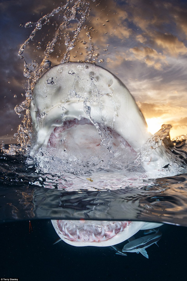 
Bức hình chụp một chú cá mập chanh (lemon shark - loài cá mập nổi tiếng vì vẻ ngoài to lớn dữ dằn và sức mạnh vô song) đang trồi từ dưới nước lên đã đem lại cho nhiếp ảnh gia người Anh Terry Steeley tấm huy chương vàng trong hạng mục Cá Mập.
