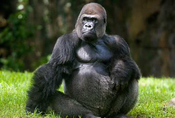 Đừng bỏ lỡ ảnh về King Kong - ông vua của tất cả các loài khỉ đột, với sức mạnh, cừ khôi và thông minh không tưởng.