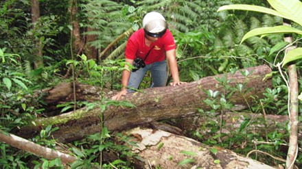 
Nhiều cây dổi ở rừng phòng hộ đầu nguồn huyện Krông Năng bị đốn hạ. Ảnh: Tiền phong
