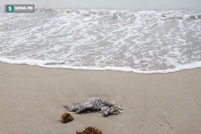 
Cá chết đã phân hủy trôi dạt vào bờ biển Đà Nẵng
