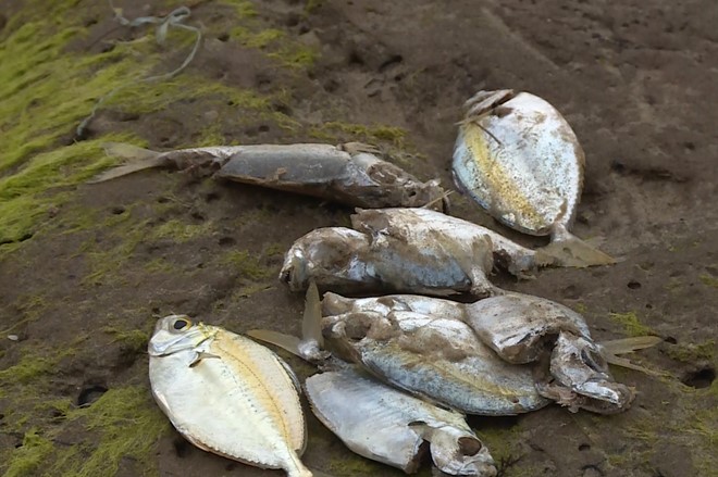 Cá chết dạt vào bờ biển Cửa Tùng, Quảng Trị trong những ngày gần đây. Ảnh: Zing.vn
