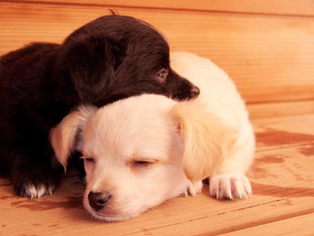 Tổng hợp 100+ ảnh chó đen cute mới nhất