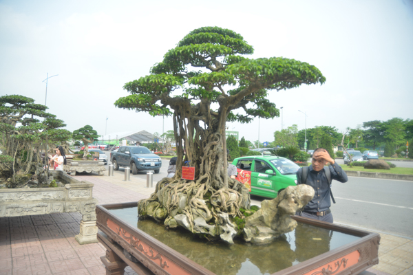 Cây sanh 150 tuổi được trưng bày tại Festival.