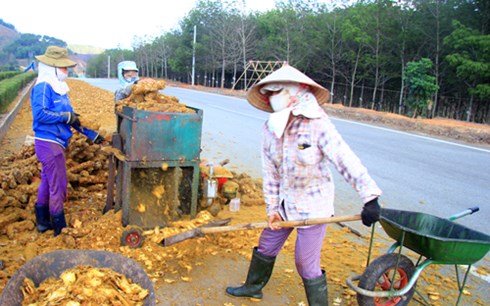 Cây cu li được sơ chế bằng máy thành những lát mỏng, phơi khô để bán cho thương lái đưa sang Trung Quốc.