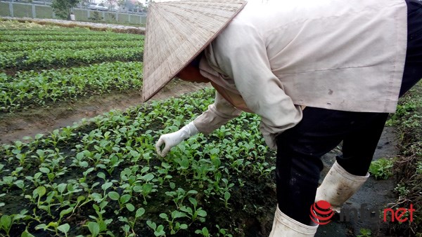 
Chị Nguyễn Thị Quyên cho biết: Họ (cán bộ ngành nông nghiệp - PV) cho thuốc, hướng dẫn chúng tôi cách trồng và phun thuốc có ăn thua gì đâu! Họ hướng dẫn cách trồng và phun thuốc khiến đất hỏng, rau không mọc được mà chết hết.
