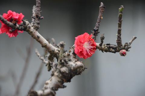 
Đào Thất thốn nổi tiếng bởi sự đỏng đảnh. Hoa đào không chịu bung nở đúng dịp Tết, phải qua Tết độ 15 ngày những cánh hoa mới bắt đầu khoe sắc. Cây ra càng ít hoa thì hoa đó sẽ càng nở lâu
