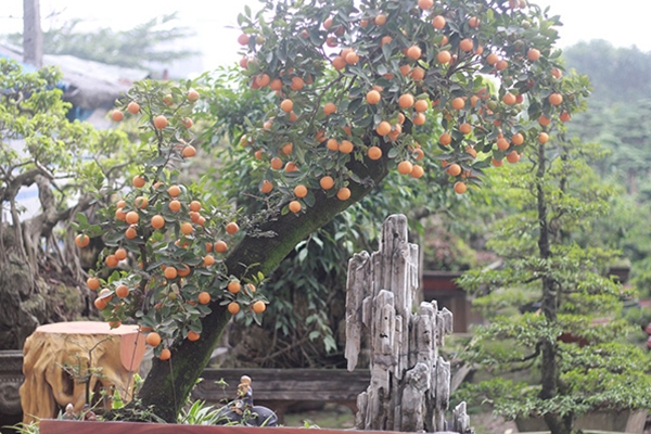 Cây quất gốc cần thăng lớn nhất trong vườn ông Xuân được bán với giá 30 – 40 triệu đồng.