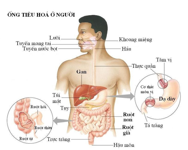 
Hệ thống tiêu hóa ở người
