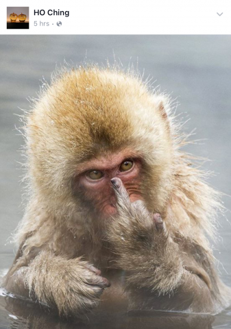 Bức ảnh con khỉ với ngón tay thối. Ảnh: Facebook