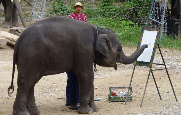 
Chiang Mai nổi tiếng với Trang trại voi Maese, nơi có hàng chục hoạ sĩ voi biết vẽ.
