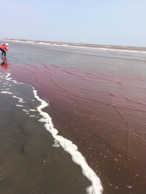 
Hình ảnh máu chảy lênh láng ngoài bờ biển.
