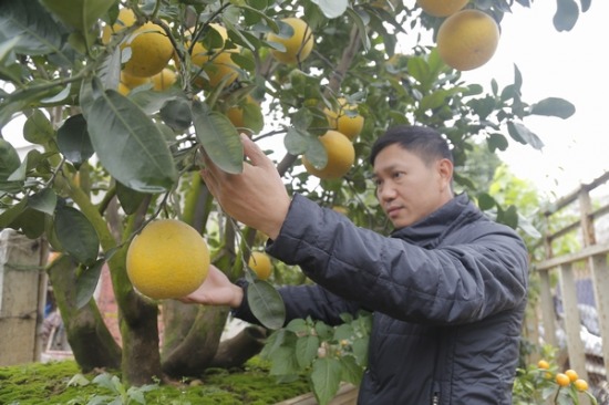Chủ nhân hiện tại của cây bưởi này là anh Bùi Đức Thọ, (40 tuổi) ở Tứ Liên, Tây Hồ, Hà Nội