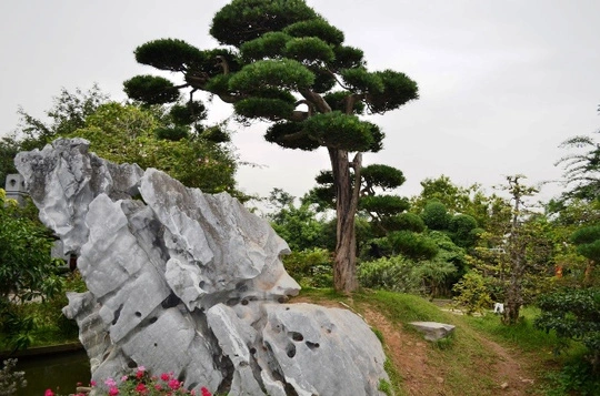 Cây tùng la hán có dáng trực, tuổi đời 200 năm mà nhà Báo Sử Trường Sơn cho là cây quý nhất trong vườn