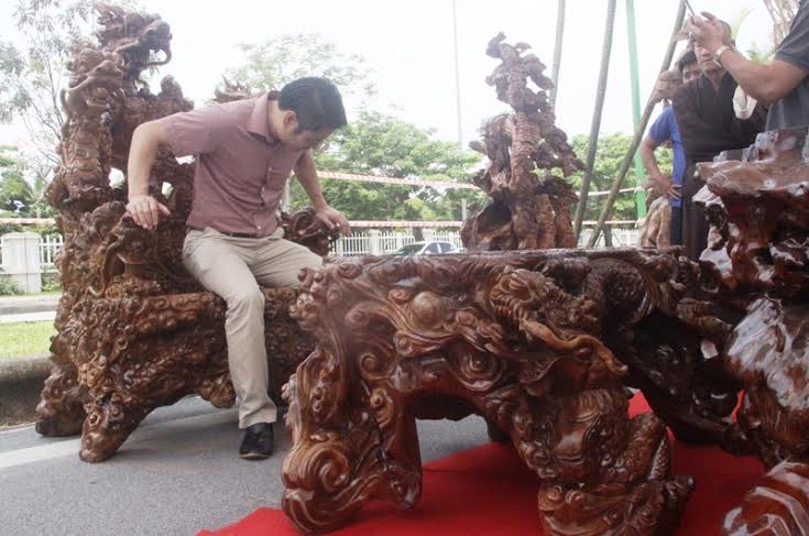 Món đồ vô giá này thuộc về ông chủ trẻ sinh năm 1979 ở huyện Chiêm Hóa, Tuyên Quang. Anh nhận lời tham dự triển lãm sinh vật cảnh do Hội Sinh vật cảnh Thăng Long - Hà Nội tổ chức.