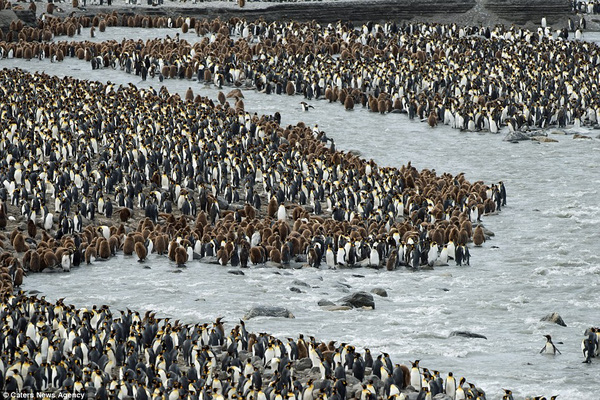 
Nhìn Vương quốc chim cánh cụt Châu Mỹ thịnh vượng thế này, người ta lại thầm nhỏ lệ cho 150 nghìn con chim cánh cụt Châu Nam Cực đã ra đi vì một tảng băng to như thành Rome.
