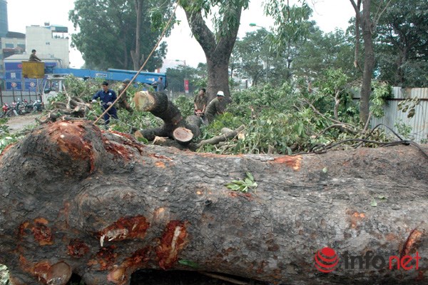 
Các công nhân đang gom cành, thân cây, gốc về nơi tập kết.
