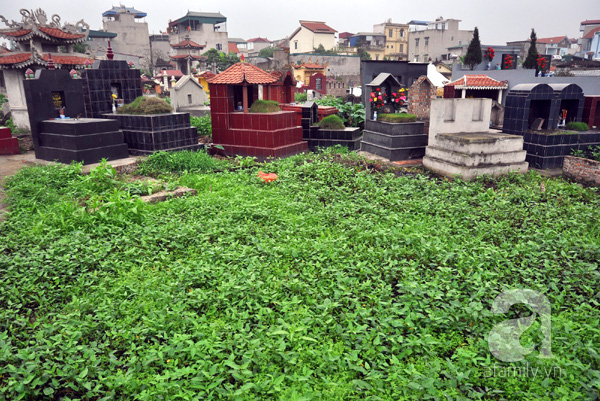 
Ít ai biết rằng, đằng sau những bó rau muống xanh non mơn mởn ngoài chợ là những ruộng rau được trồng xen lẫn với những ngôi mộ như thế này.
