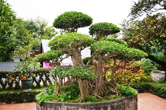 Cây thứ hai là cây xanh cổ 200 tuổi, rất quý cũng xuất hiện trong vườn nhà Báo Sử Trường Sơn