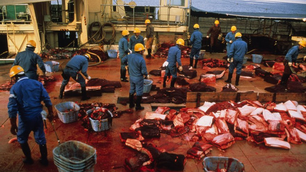 
Bất chấp sự phản đối từ nhiều phía, người dân Nhật Bản vẫn duy trì hoạt động giết cá heo hàng năm.
