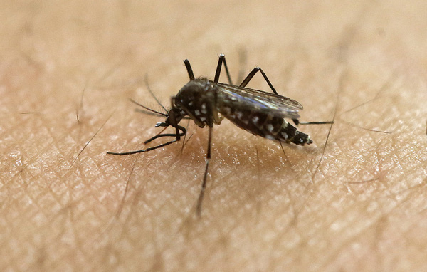 
Cận cảnh 1 con muỗi Aedes aegypti.
