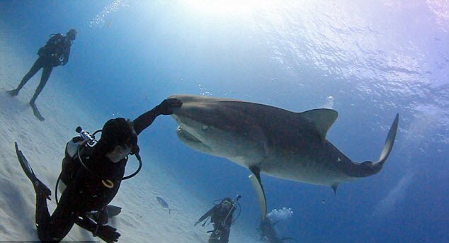 Thợ lặn Eli Martinez, 44 tuổi, mạo hiểm đùa giỡn với cá mập hổ khổng lồ, nặng hơn 1 tấn ở ngoài khơi bang Florida, Mỹ.