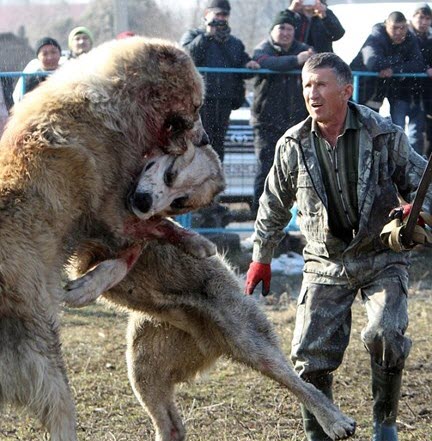 
Trận chọi chó kinh hoàng này diễn ra ở thủ đô Bishkek của Kyrgyzstan khiến nhiều người phẫn nộ, cũng khiến nhiều nhà hoạt động vì quyền lợi động vật ra sức kêu gọi phản đối.
