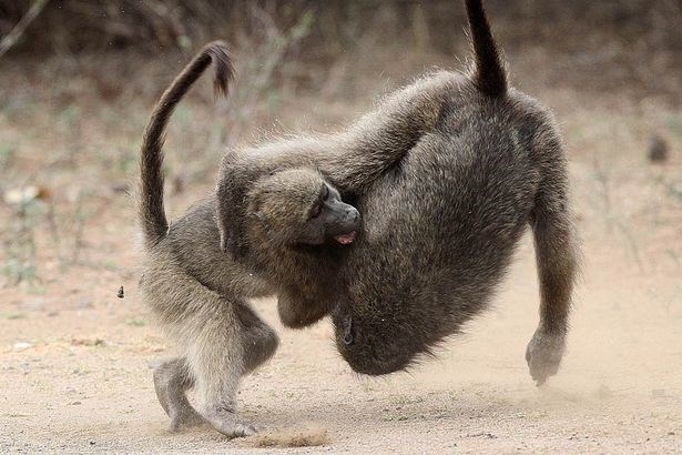 Nhiếp ảnh gia Kobus Saayman may mắn ghi lại được khoảnh khắc thú vị của thiên nhiên hoang dã khi chứng kiến hai con khỉ đầu chó đực kịch chiến rất dữ dội ở vườn quốc gia Kruger ở Pretoria, Nam Phi.